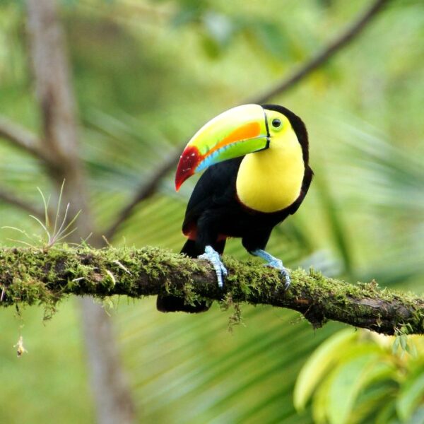 Unveiling the Ideal Time to Visit Costa Rica for an Unforgettable Experience